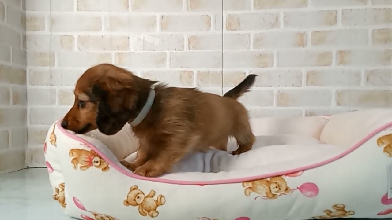 725625 M・ダックスフンド - YouTube