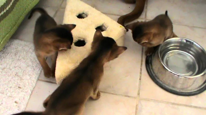 Watch the video about Hotchocolate abyssinian cattery 2014_1