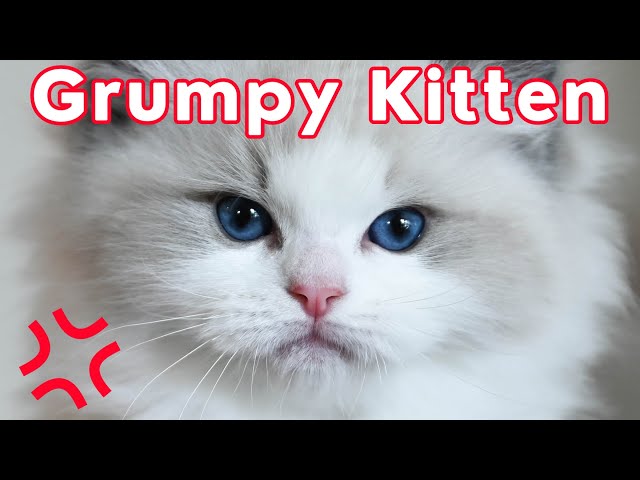 grumpy cat kitten