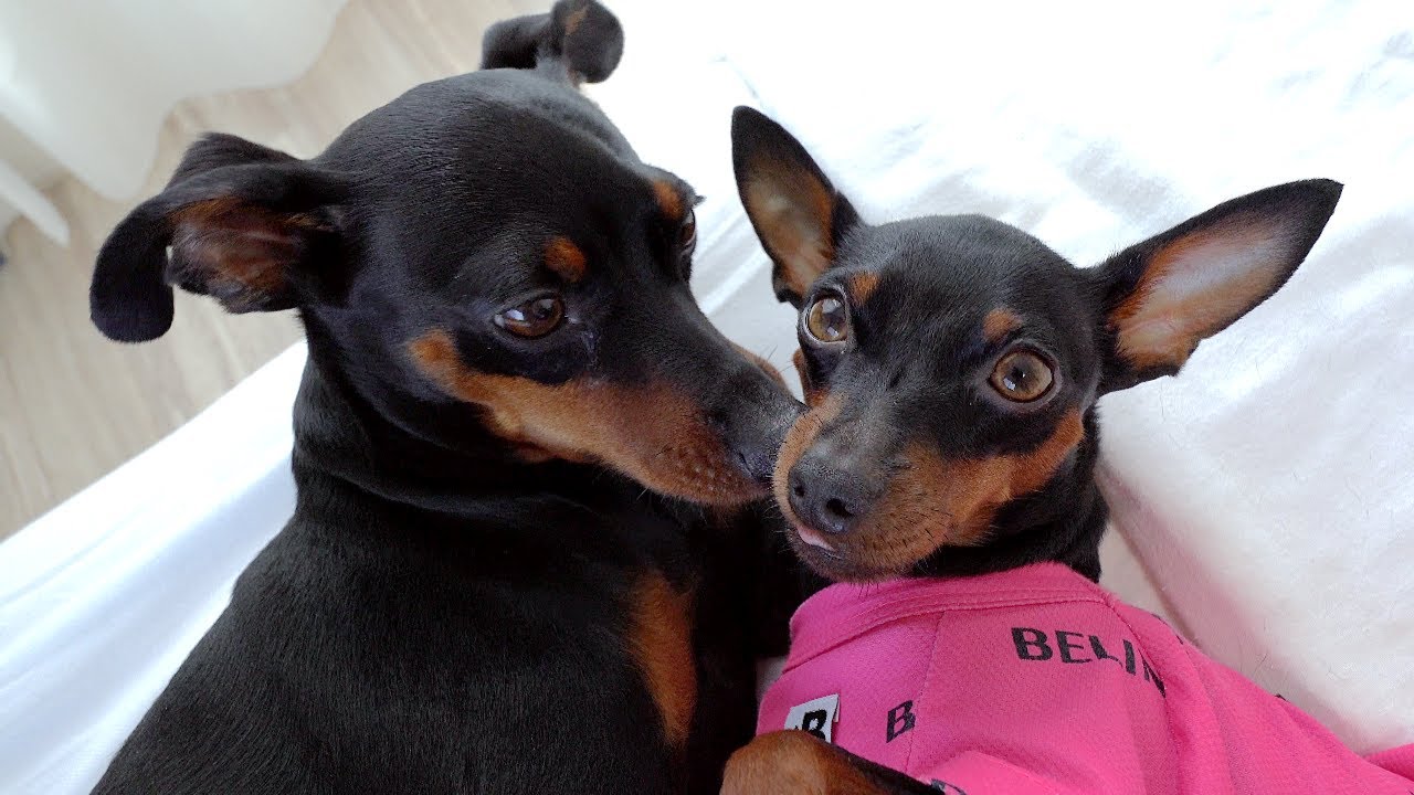 The brother dog gently wrapped the grieving sister. - YouTube