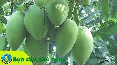 Kỹ thuật, kinh nghiệm trồng và chăm sóc xoài cát Hòa Lộc