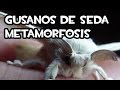 Gusanos de seda | Metamorfosis