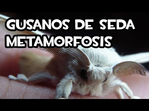 Video: ¿Se convertirán los gusanos de seda en mariposas?