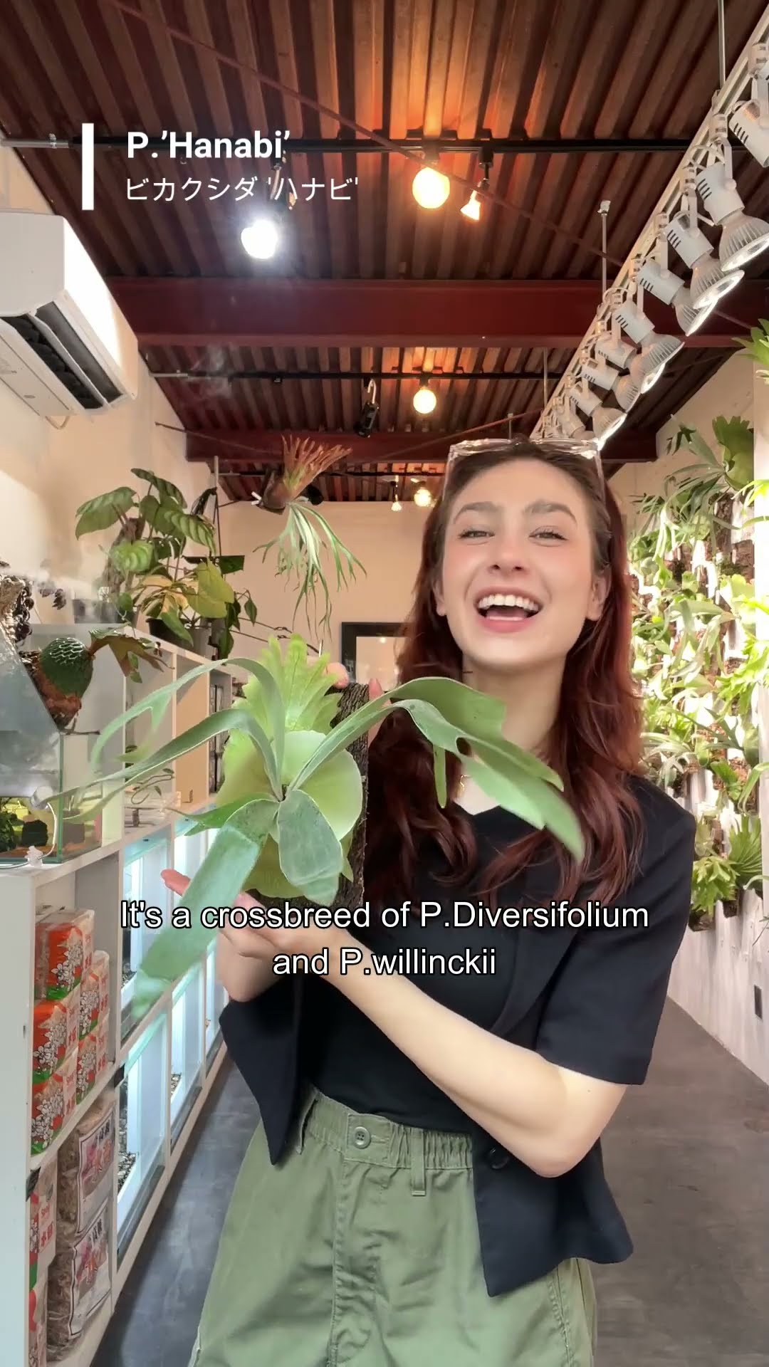 ハナビ #platycerium 'Hanabi'【ビカクシダ品種紹介21】 - YouTube