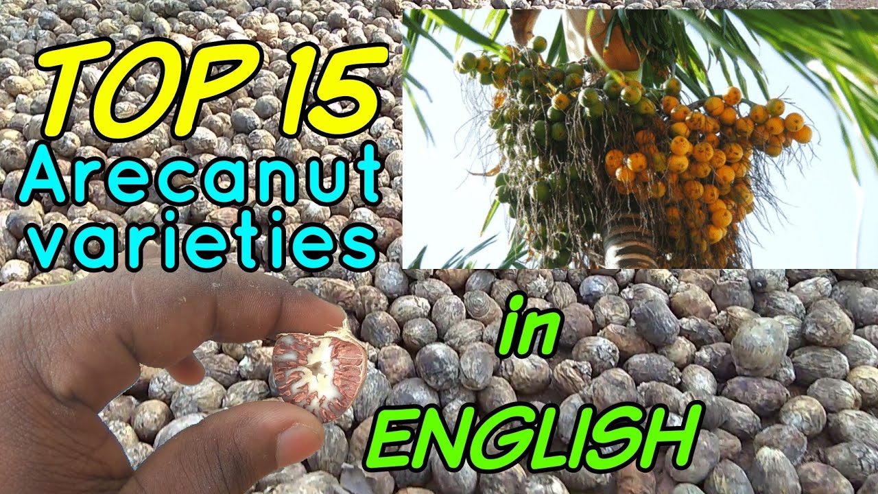 Top 15 Arecanut varieties which is perfect to cultivate in