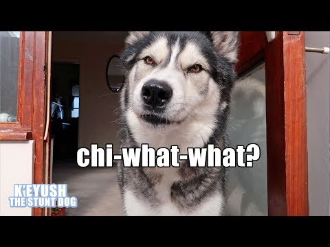 husky-gives-opinion-on-5-dog-breeds!-says-cutest-hellos-ever!