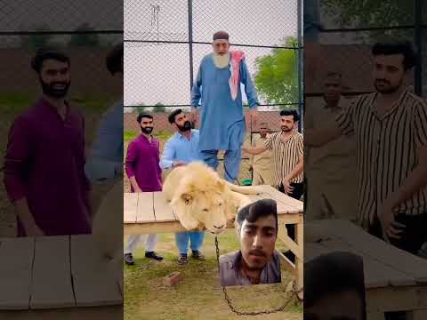 انسان اور جو جانور ہر کوئی پیار سے ملتا ہے پیار ہے تو سب کچھ ہے پیار بھی نہیں کچھ بھی نہیں 