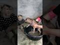 Viral Video SokYaa OG Pao Mom Are Famous Around The World Shorts Viral Video SokYaa OG Pao Mom Are Famous Around The World Shorts