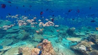 Snorkeling Ellaidhoo, Maledives, 2015 march