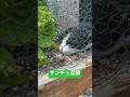 泥棒猫を現行犯逮捕！