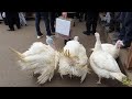 Тошкент қуш бозори: Ёввойи сайроқилар-Певчие 27.12.20 Tashkent bird market the biggest market in the