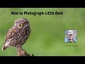 How to Photograph Little Owls