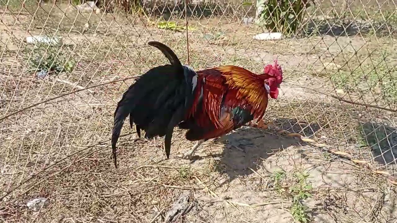 ฟังเสียงไก่ต่อตอนเช้าๆและชมไก่ต่อแต่ละตัว/จ่อยคนตีผึ้ง