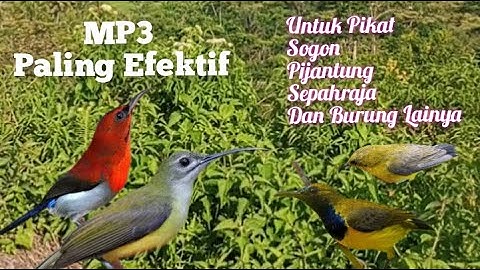 Suara Pikat Sogon Kombinasi Pijantung Sepah Raja Paling Efektif
