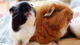 Guinea Pigs Eat Food In The Most Ridiculous Way Possible