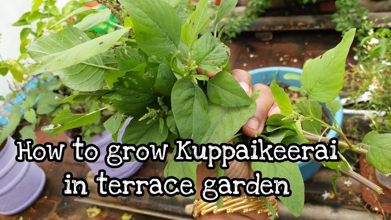 How to grow kuppaikeerai in terrace garden மாடியில்  குப்பைகீரை வளர்ப்பு முறை 