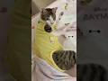 心臓疾患の10ヶ月の子猫が、検査と避妊手術後のカラーが外れて身づくろいしています🐱 #shorts #子猫の成長日記 #保護子猫