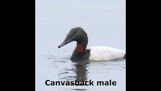 Canvasback ducks - feeding is a serious business