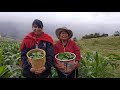 Entre una hermosa lluvia encontramos unos deliciosos quelites