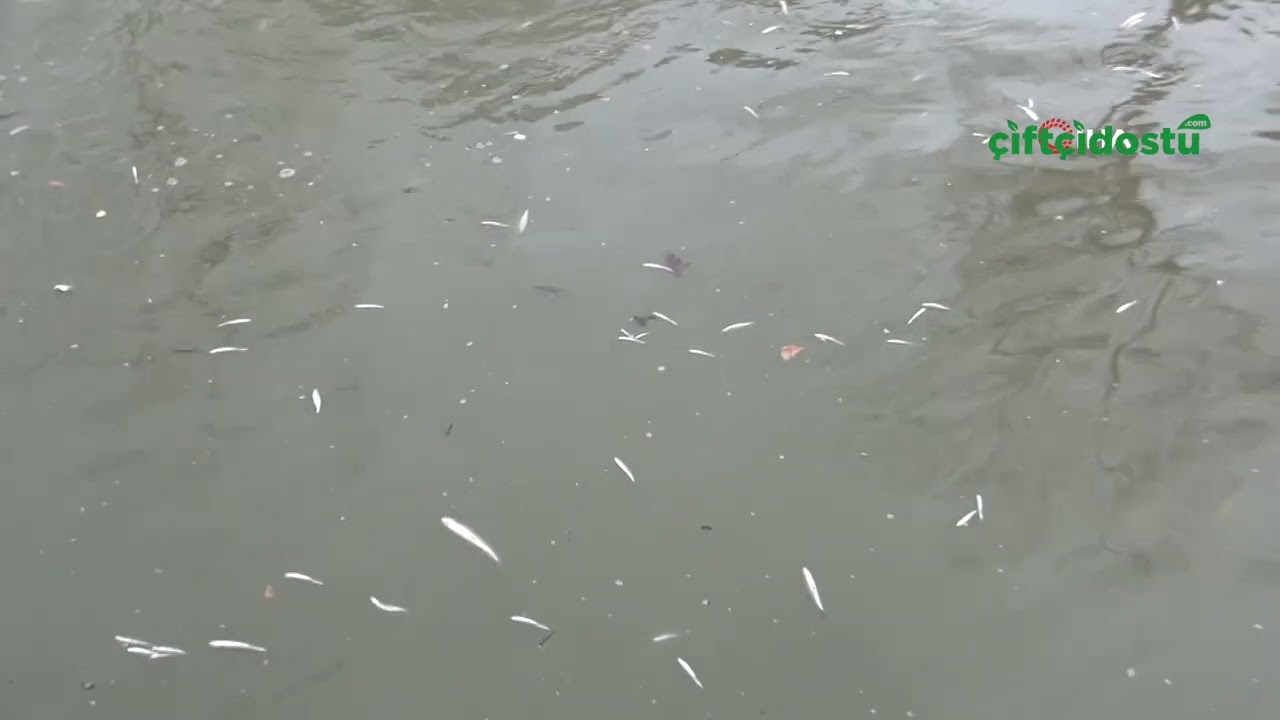 Çayda korkutan görüntü: Yüzeye çıkan balıklar ölüyor