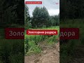 🌿 Жительница Смолевичского района показала огромные заросли золотарника рядом со своим участком