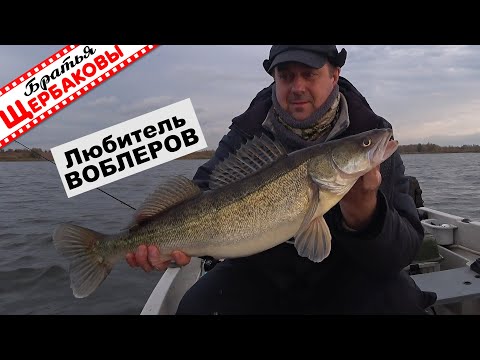 With minnow wobblers and a boat, you'll be fishing for predators in the fall on a reservoir. How ...
