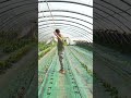 cosa ho piantato nell'orto in serra