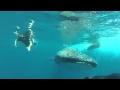Whale shark accident