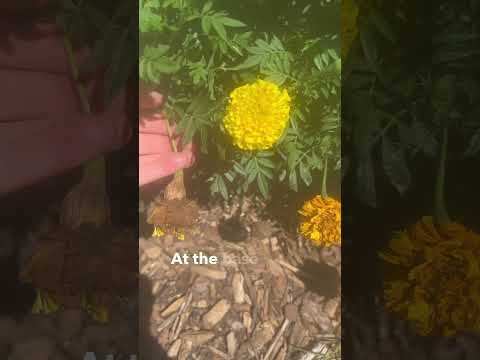 Video: Marigold flower: extensive scope
