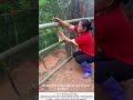 Building a Bamboo Fence – Woven by Hand 🎋🧺