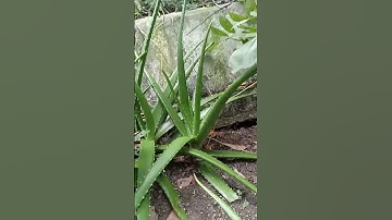Chào cả nhà buổi trưa đầu tuần vui vẻ #bonsai #fruit