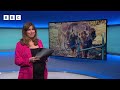 Rewilding: How Bison are looking after the landscape in Kent | Newsround