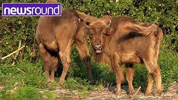 Rewilding: How Bison are looking after the landscape in Kent | Newsround