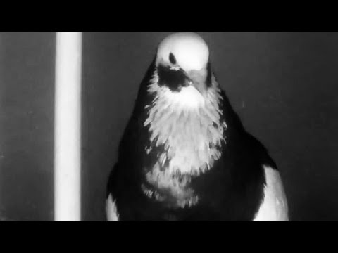 CORONA 🎥 dönüş videosu 1080 p de izle Torbalı dönek güvercin Cafer Balseven Pigeons roller spinner
