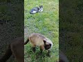 Kitty🐈#lol #viralvideo #funny #cat #shortvideo #trending #amazing #cute #video #animals #trend #love