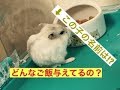 【ハムスター】② 与えてるご飯と飼育用品の紹介!!