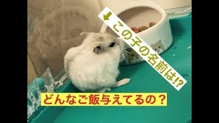 【ハムスター】② 与えてるご飯と飼育用品の紹介!!