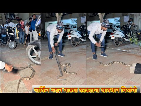 😱अरे बापरे पार्किंग मध्ये विषारी साप निवांत फिरत होता पाहा😳