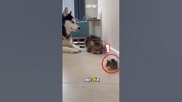 Hài hước cảnh Mèo rình bắt Chuột, thì bị Chó phá đám và cái kết. #dongvat