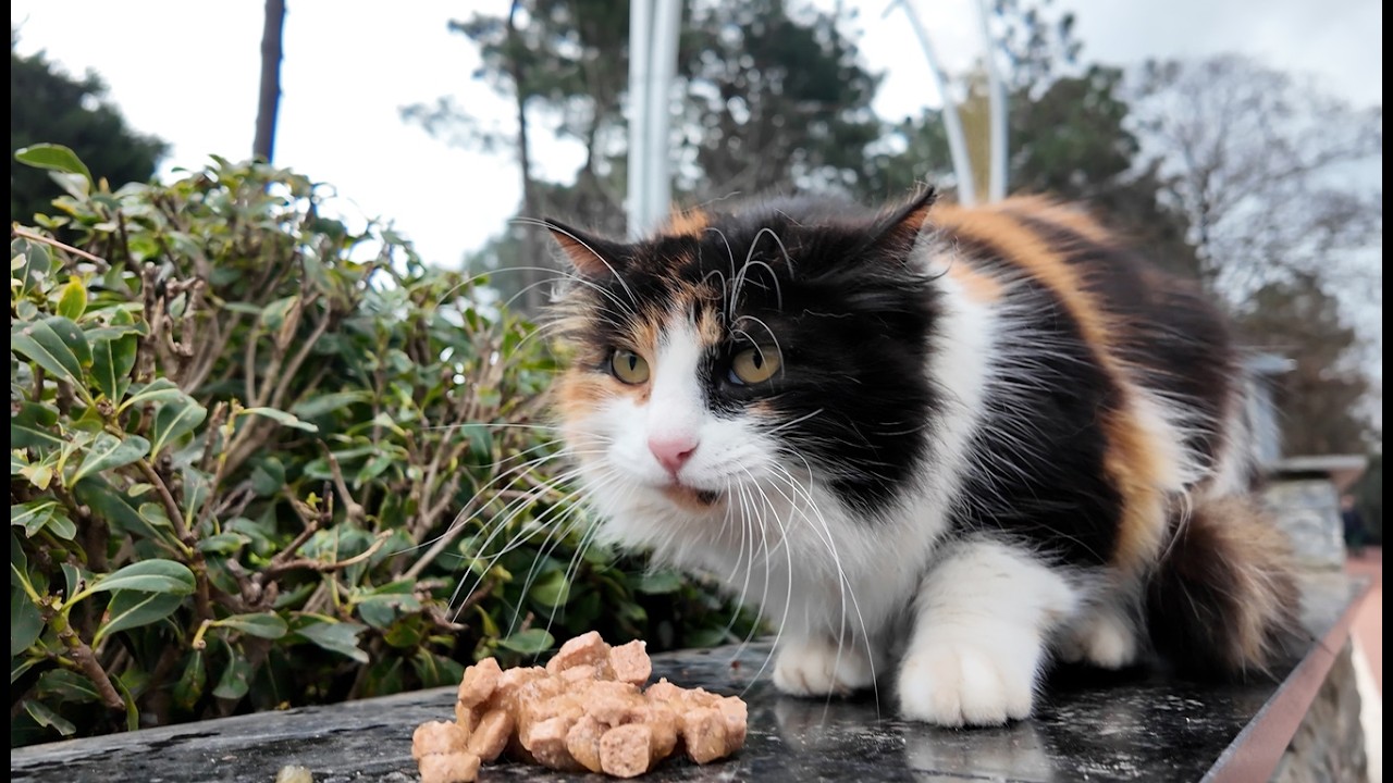 The Dog Tried to Scare a Stray Cat… But It Didn’t Go As Planned