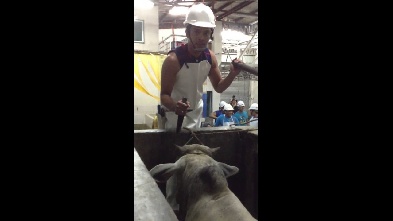 stunning cattle YouTube