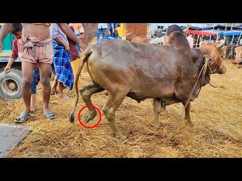 Gabtoli gorur haat 2023 । Big cow in the Bangladesh 2023 । Big cow 2023 । gabtoli pagla goru  @TheRajuShow