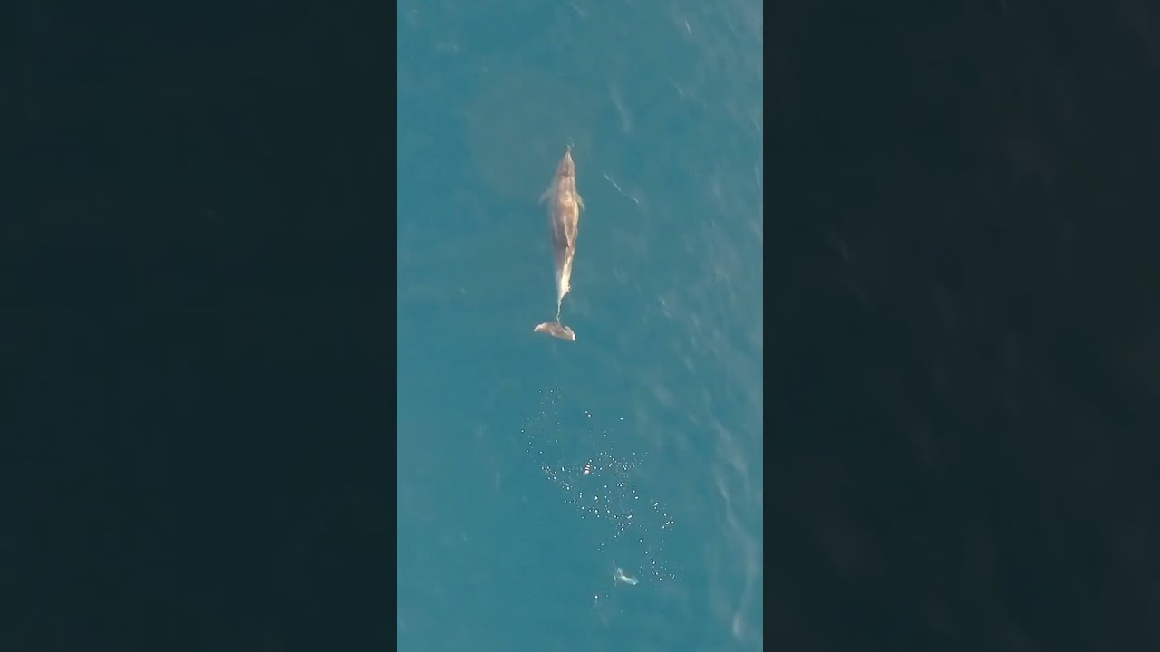 How Do Dolphins Sleep Wildlife Naturepbs Dolphin Ocean
