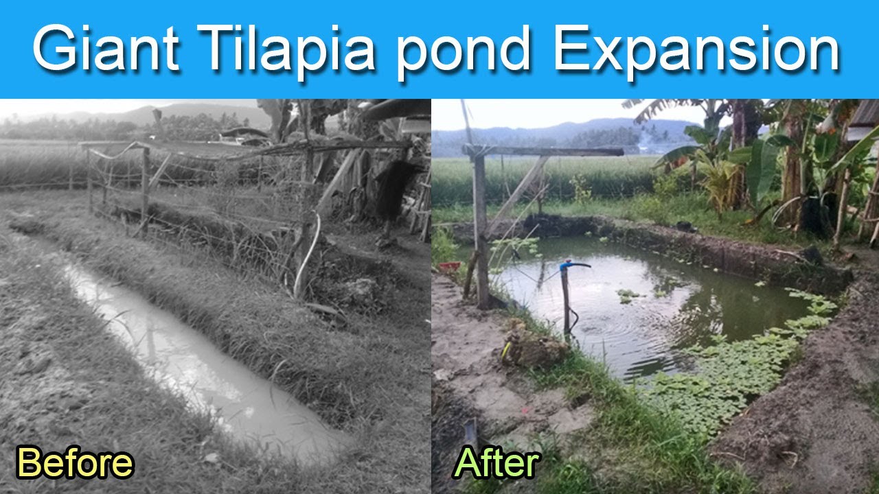 Backyard Tilapia Farming Giant Tilapia Pond Expansion YouTube