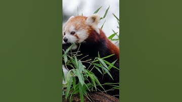 Red Pandas Will Steal Your Heart