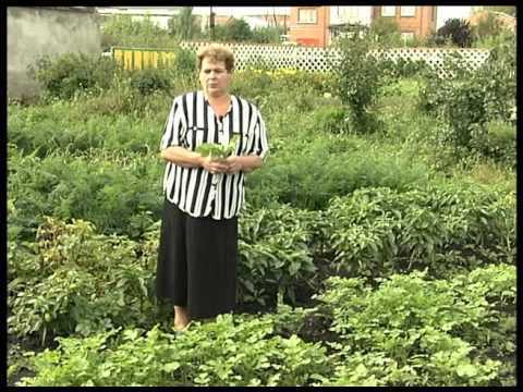 Горчица, как сидерат - YouTube