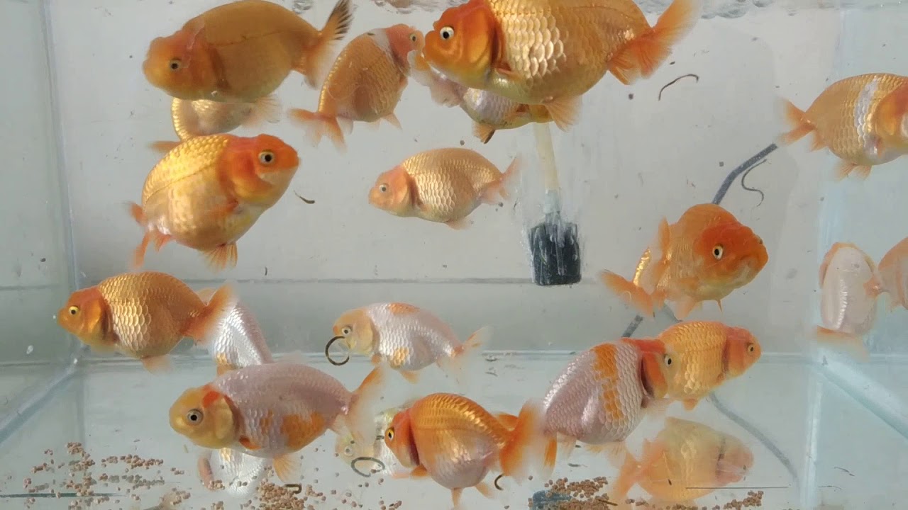 Ikan Mas Koki Ranchu Hybrid | Hybrid Ranchu Goldfish - YouTube