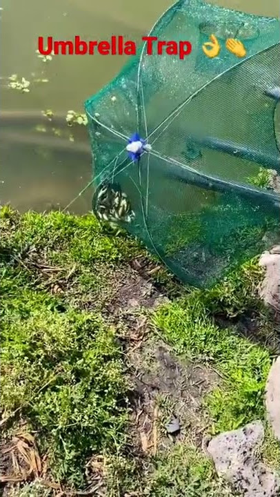 Umbrella Fishing Trap Result