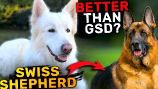 Swiss Shepherd - Better Version on GSD? | Characteristics by Paws & Plays 73 views 5 months ago 3 minutes, 29 seconds