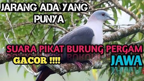 SUARA PIKAT PERGAM JAWA / PERGAM GUNUNG ‼️AUTO KUMPUL‼️
